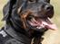 Rottweiler Tiny *18-12* - *Nyt* Tosafoto 