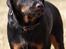 Rottweiler Tiny *18-12* - *Nyt* Tosafoto 