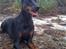 Dobermann DiaZ  Van`t Hof ter Helle - Strandtur 2010