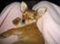 Chihuahua Cilla - Endnu en lille lur..