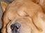 Chow chow Balou