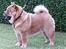 Chow chow Balou - Balou 8 mdr.