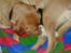 Labrador retriever Nuki