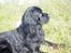 Newfoundlænder Bongo...... R.I.P - Sol er altid rart... 