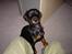 Dobermann Raphael`s Enigma