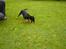Dobermann Raphael`s Enigma