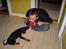 Dobermann Raphael`s Enigma