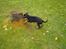 Dobermann Raphael`s Enigma