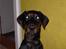 Dobermann Raphael`s Enigma