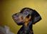 Dobermann Raphael`s Enigma