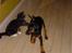 Dobermann Raphael`s Enigma