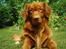 Nova scotia duck tolling retriever Leo