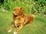 Nova scotia duck tolling retriever Leo