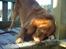 Nova scotia duck tolling retriever Leo - Leo slikker rimfrosten, han er ik canadier for ingenting