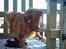 Nova scotia duck tolling retriever Leo