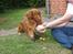 Nova scotia duck tolling retriever Leo - 29 juni 2008