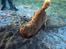 Nova scotia duck tolling retriever Leo