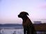 Rhodesian ridgeback Libaax (løve på Somalisk) - Motiv fra favorit turen, søndersø rundt i Viborg