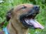 Rhodesian ridgeback Libaax (løve på Somalisk) - det er vildt udmattende at spille bold når ukrudet er så højt !!!!