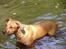 Rhodesian ridgeback Libaax (løve på Somalisk) - Badedyr ???????  nej nej, det er dem med luft i  :-)