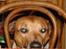Rhodesian ridgeback Libaax (løve på Somalisk) - er det i får bedre.......... ? det dufter meget bedre
