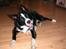 Border collie Indiana Jones "Indi" - RIP