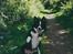 Border collie Indiana Jones "Indi" - RIP - Hej hej