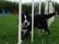 Border collie Indiana Jones "Indi" - RIP - Slalom