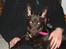 Australsk kelpie Tess - Hej med dig! 