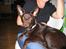 Australsk kelpie Tess - En rigtig kælehund!