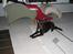Australsk kelpie Tess - Stor hund! 