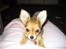 Chihuahua Cilla - Wow snart letter vi ;o)