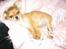 Chihuahua Cilla - Endnu en lur i mit favorit täppe