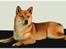Shiba Kiki *død* - Nu kom fotografen endnu engang - er vi ikke snart færdig hi hi hi