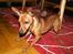 Dvaergpinscher Exigor's Enzo in Red