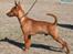 Dvaergpinscher Exigor's Enzo in Red