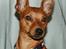 Dvaergpinscher Exigor's Enzo in Red