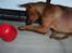 Dvaergpinscher Exigor's Enzo in Red