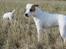 Parson russell terrier Idéfix - Her han igen - sammen med vores anden parson