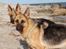 Schæferhund Smed´s Clarissa/ Luna - Maj 2008