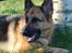 Schæferhund Smed´s Clarissa/ Luna - Marts 07