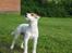 Parson russell terrier Idéfix