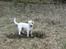 Parson russell terrier Idéfix - Livet på landet!