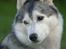 Siberian husky Jazzy