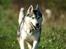 Siberian husky Jazzy