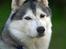 Siberian husky Jazzy