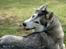 Siberian husky Jazzy