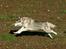 Siberian husky Jazzy
