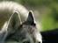 Siberian husky Jazzy