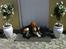 Basset hound Snubbi, født Albert
